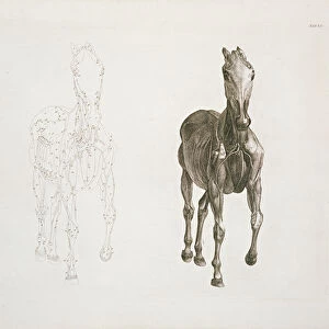 Tab. VIII, from The Anatomy of the Horse... 1766 (engraving)
