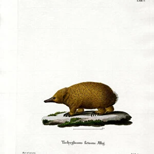 Tasmanian Short-beaked Echidna (coloured engraving)