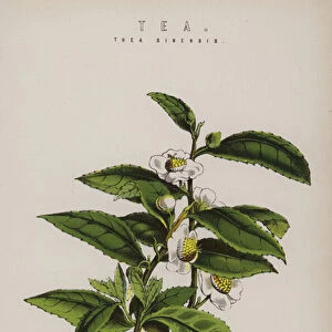 Tea plant (colour litho)
