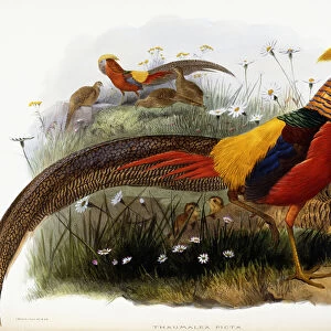 Thaumalea Picta (Golden Pheasants), 1870-1872 (hand-coloured lithograph)