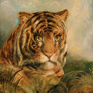 Tiger, 19th century