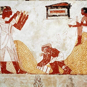 Tomb of Menna: Agricultural scene: collects grains supervised by a scribe who records