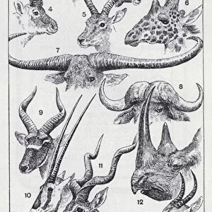 Types of horns (litho)