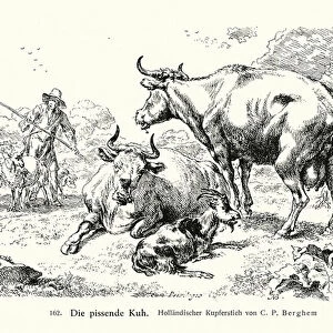 Urinating cow (copper engraving)