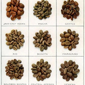 Twelve Varieties of Coffee Beans, 1911 (screen print)