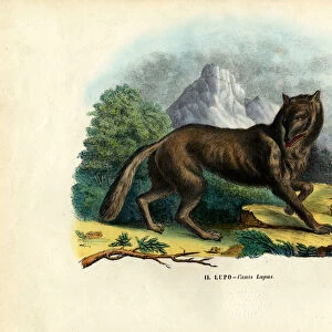 Wolf, 1863-79 (colour litho)