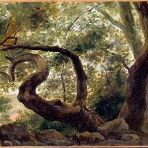 Under wood, trees with twisting branches Painting by Pierre H