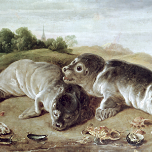 Two Young Seals on the Shore, c. 1650 (oil on canvas)