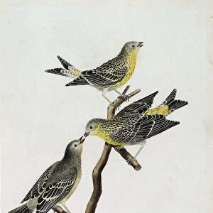 Zoological chart (ornithology): From top to bottom: serin du Roussillon