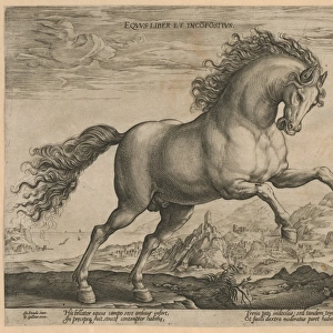 Bronco, Hendrick Goltzius, Philips Galle, 1577 - 1581