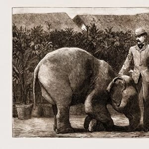Burmese Elephants Born in Captivity, 1881