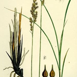 Carex paradoxa; Paradoxical Sedge