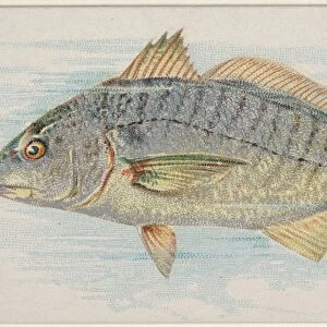 Chub Fish American Waters series N8 Allen & Ginter Cigarettes Brands