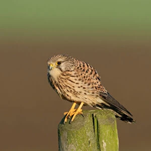 Common Kestrel on pole, Falco tinnunculus, Netherlands