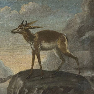 David Kock 1675-1744 Bengal deer painting Oil
