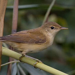 Eurasian Reed Warbler perched in reed, Acrocephalus scirpaceus