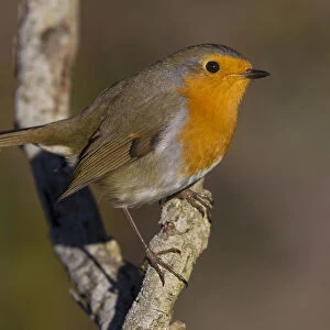 European Robin perched on a branch, Erithacus rubecula, Italy