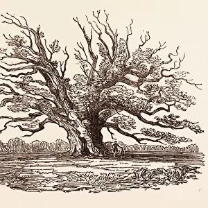 THE FAIRLOP OAK, IN HAINAULT FOREST in the London Borough of Redbridge, UK, britain