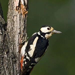 Great Spotted Woodpecker perched on a treetrunk, Dendrocopos major