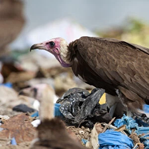 Hooded Vulture at garbage, Necrosyrtes monachus, The Gambia