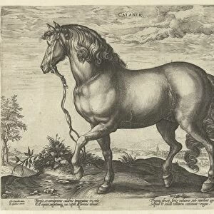Horse from Calabria, Hendrick Goltzius, Philips Galle, 1577 - 1581