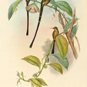 John Gould and H. C. Richter (British, 1804 - 1881), Lesbia Amaryllis, hand-colored