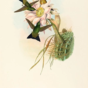 John Gould and H. C. Richter (British, 1804 - 1881), Eriocnemis vestitus (Glowing