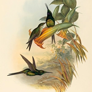 John Gould and H. C. Richter (British, 1804 - 1881), Eugenia imperatrix (Empress Hummingbird)