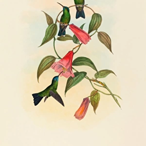 John Gould and H. C. Richter (British, 1804 - 1881), Eucephala smaragdocaerulea (Gould s