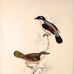 Lanius Erythropterus, Himalayan Shrike-babbler. Birds from the Himalaya Mountains