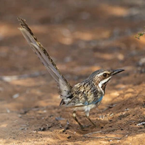 Long-tailed Ground-Roller (Uratelornis chimaera) standing on the ground in spiny forest near Ifaty, Madagascar