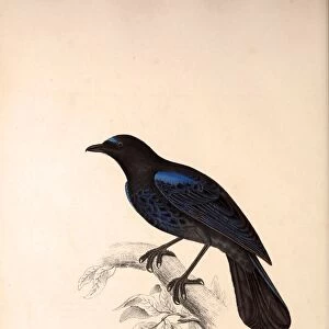 Myophonus Horsfieldii, Malabar Whistling Thrush. Birds from the Himalaya Mountains