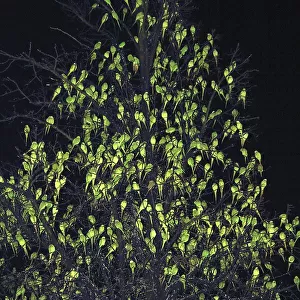 Rose-ringed Parakeets in sleeping tree, Psittacula krameri