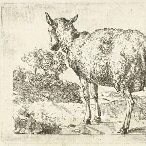 A sheep, Anonymous, Marcus de Bye, 1657 - c. 1800