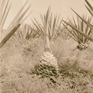 Sisal plants Kenya 1936