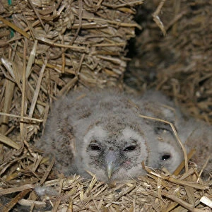 Tawny Owl two young in nest, Strix aluco