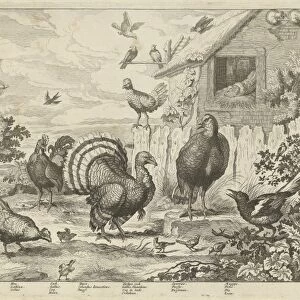 Various poultry and a turkey, Jan Griffier (I), Jacob Gole, 1670 - 1724