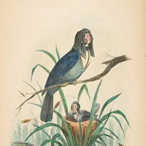 Widow Bird Comic Natural History Human Race 1851