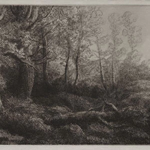 Woodland Study Alphonse Legros French 1837-1911