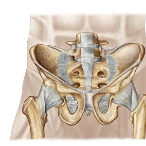 Anatomy of human pelvic bone and ligaments