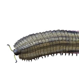 Arthropleura is an extinct millipede from the Late Carboniferous of Europe
