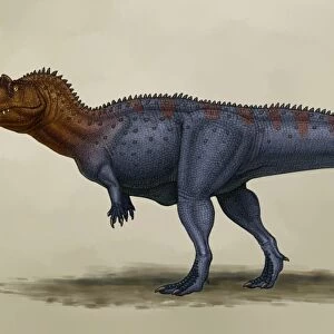 Ceratosaurus dentisulcatus, a theropod from the Jurassic period