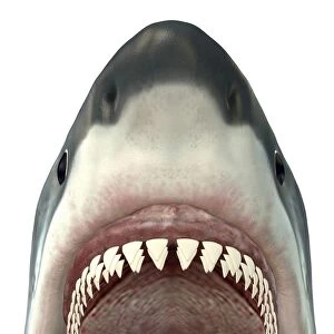 Close-up of a Great White Shark