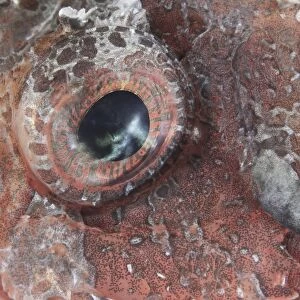 Close-up view of the eye of a tassled scorpionfish