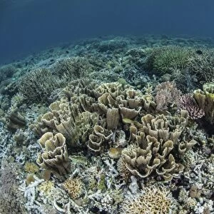 Delicate corals grow near the island of Flores in Indonesia