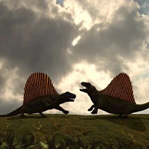 Dimetrodon fight over territory