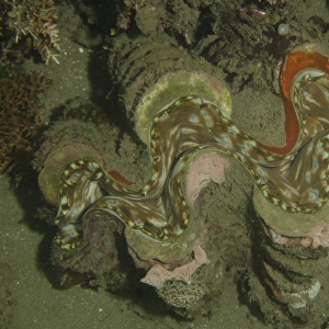 A giant clam (Tridacna gigas) in Indonesia