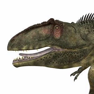 Giganotosaurus dinosaur head