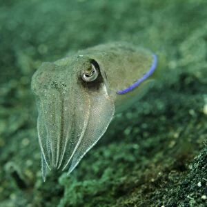 Golden cuttlefish, Lembeh Strait, Indonesia