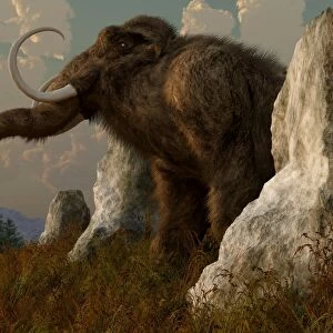 A mammoth standing among stones on a hillside